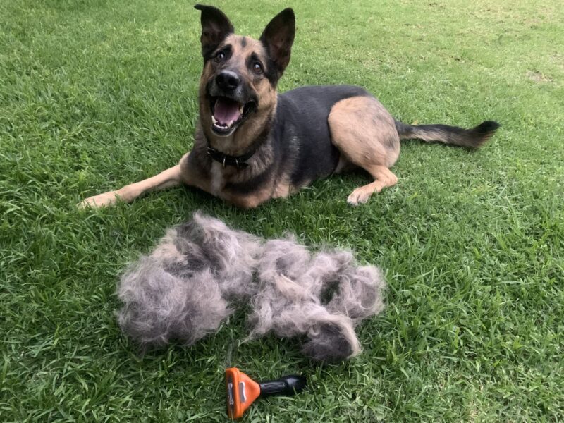 Deshedding Brush