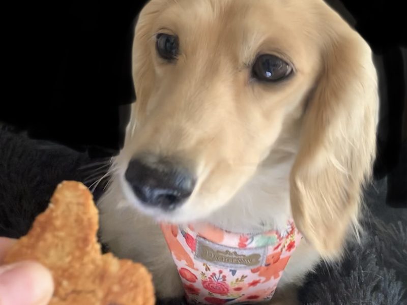 Dog Treats