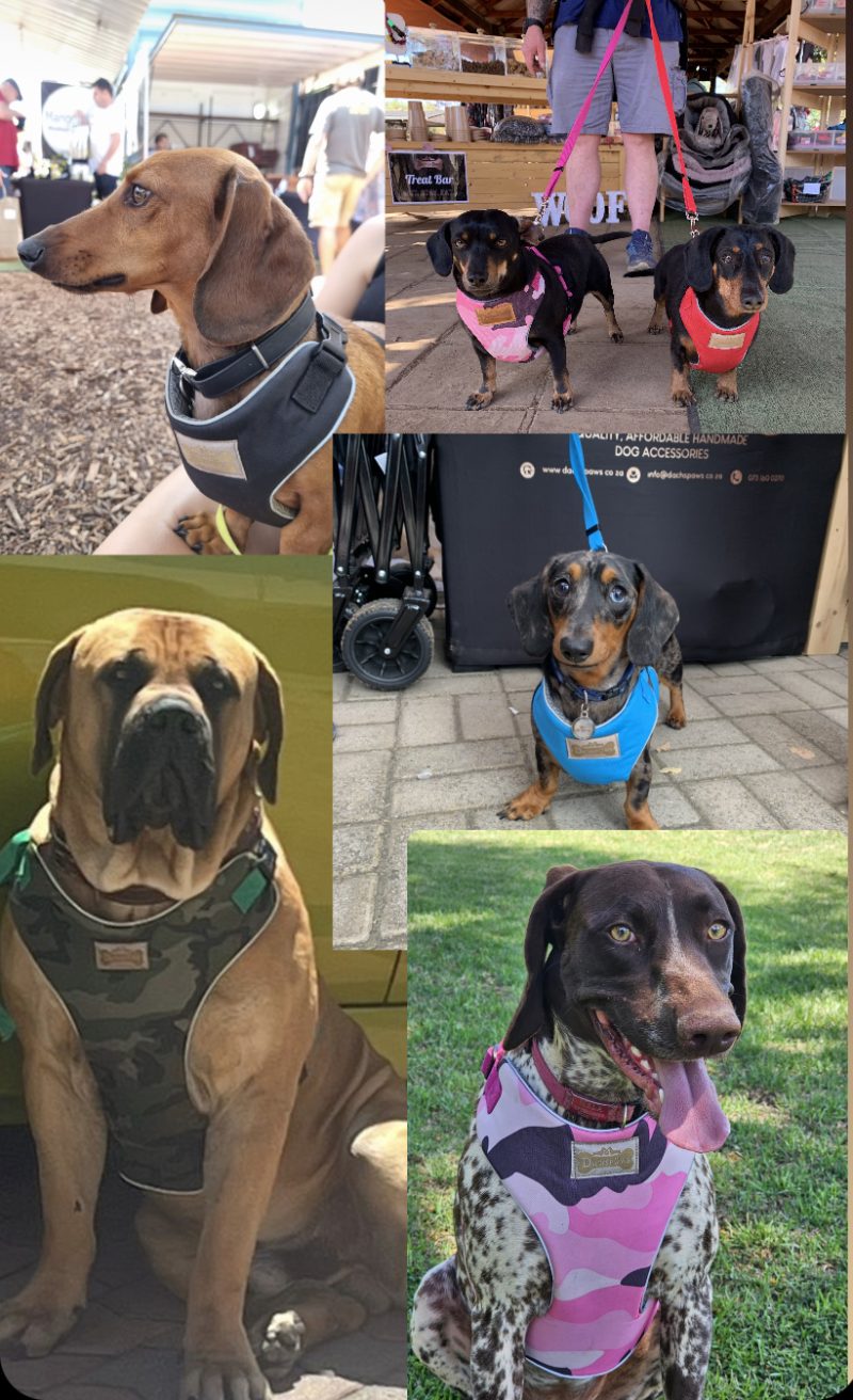Explorer Padded Harnesses