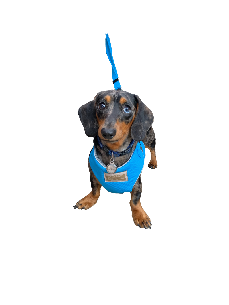 Explorer Padded Harnesses