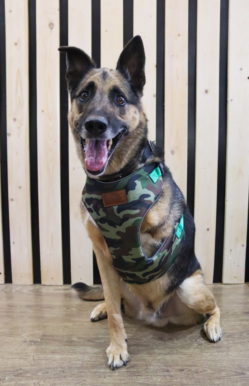 Explorer Padded Harnesses